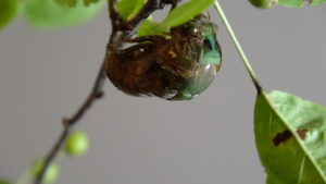 Molting Swamp Cicada 01