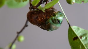 Molting Swamp Cicada 02
