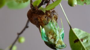 Molting Swamp Cicada 03