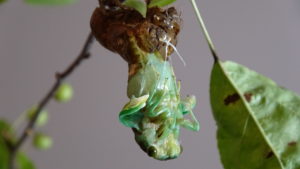 Molting Swamp Cicada 04
