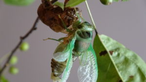Molting Swamp Cicada 05