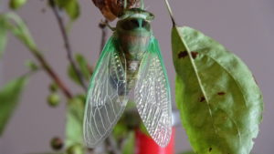 Molting Swamp Cicada 06