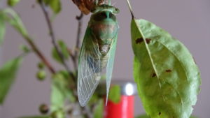 Molting Swamp Cicada 07