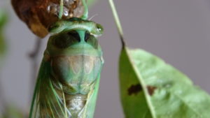 Molting Swamp Cicada 08