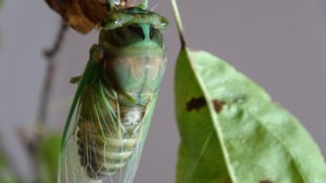 Molting Swamp Cicada 09