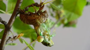 Molting Swamp Cicada 10