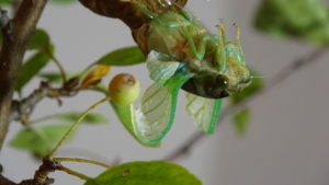 Molting Swamp Cicada 11