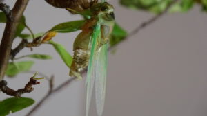 Molting Swamp Cicada 12