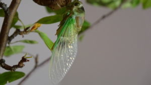 Molting Swamp Cicada 13