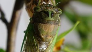 Molting Swamp Cicada 15