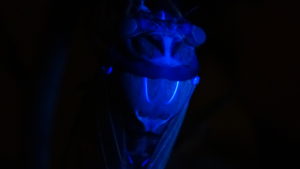 Molting Swamp Cicada 16