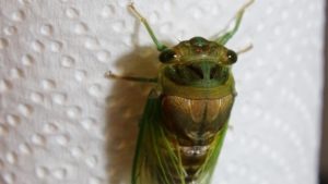 Molting Swamp Cicada 17