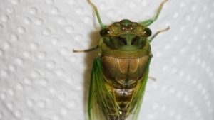 Molting Swamp Cicada 18