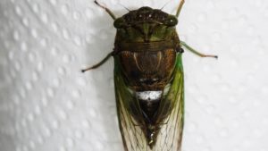 Molting Swamp Cicada 21