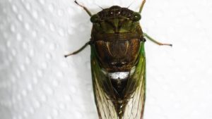 Molting Swamp Cicada 22