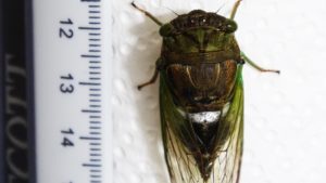 Molting Swamp Cicada 23