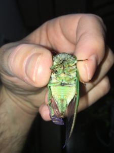 Molting Swamp Cicada 24