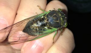 Molting Swamp Cicada 25