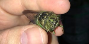 Molting Swamp Cicada 26