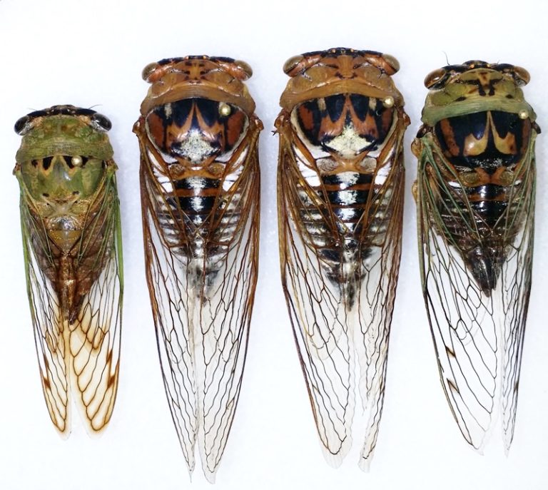 Neotibicen Cast Neotibicen superbus, Megatibicen dorsatus, Megatibicen resh – Cicada Mania