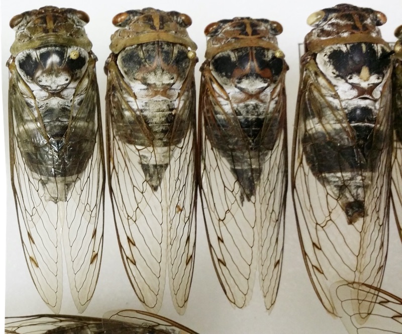 Neotibicen auletes from Bill Reynolds collection