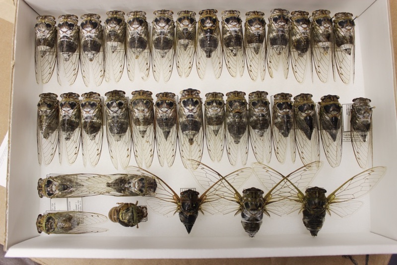 Neotibicen auletes from Bill Reynolds collection
