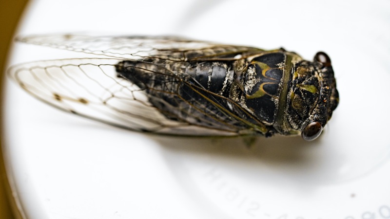 Neotibicen canicularis