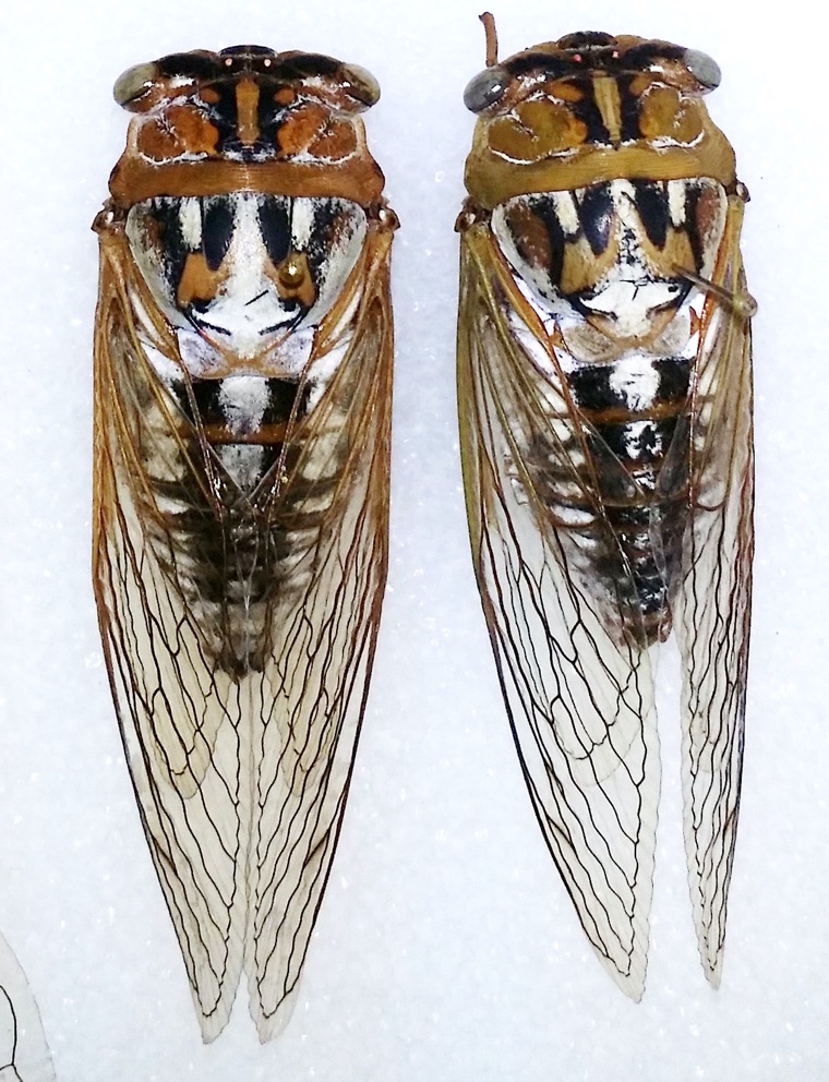 Neotibicen dealbatus from Bill Reynolds collection