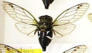 Neotibicen latifasciatus from Bill Reynolds collection