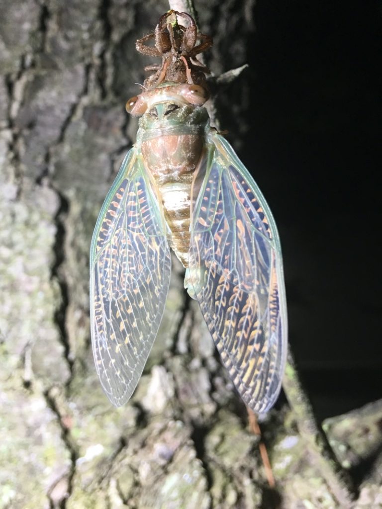 Neotibicen linnei male - Little Silver NJ Aug 11 2018