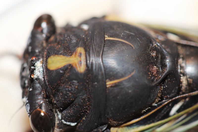 Neotibicen lyricen engelhardti Raleigh NC