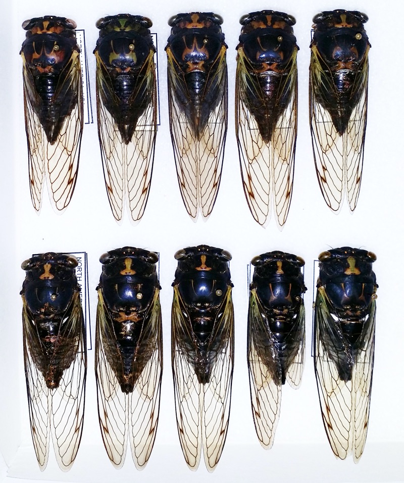 Neotibicen lyricen from Bill Reynolds collection