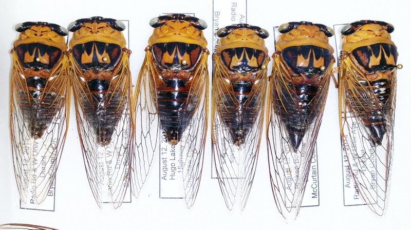 Neotibicen pronotalis from Bill Reynolds collection #2