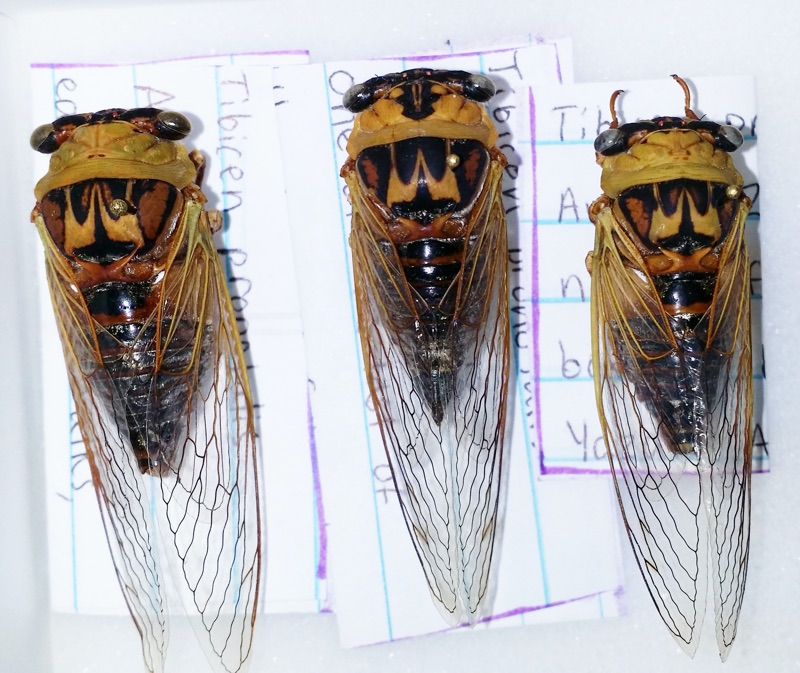 Neotibicen pronotalis from Bill Reynolds collection