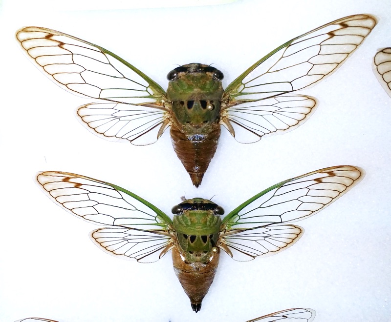 Neotibicen superbus from Bill Reynolds collection