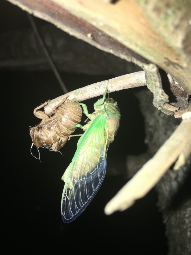 Neotibicen tibicen Little Silver New Jersey Aug 17 2018