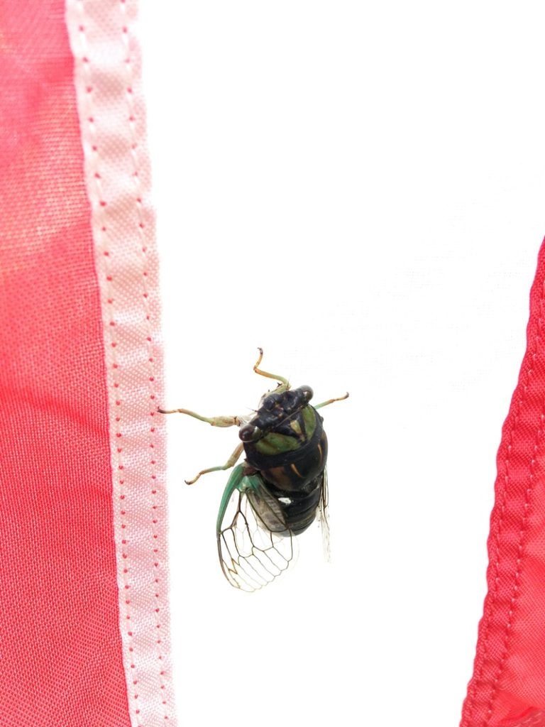 Neotibicen tibicen on USA flag