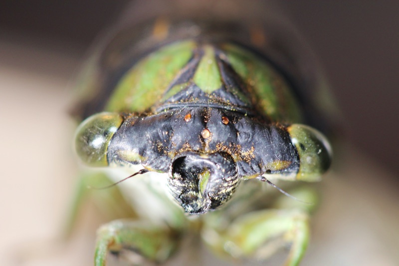 Neotibicen tibicen tibicen Raleigh NC