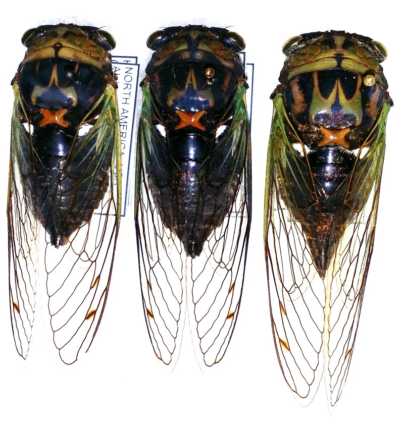 Neotibicen tibicen tibicen (chloromerus) from Bill Reynolds collection. Note the red cruciform elevation.