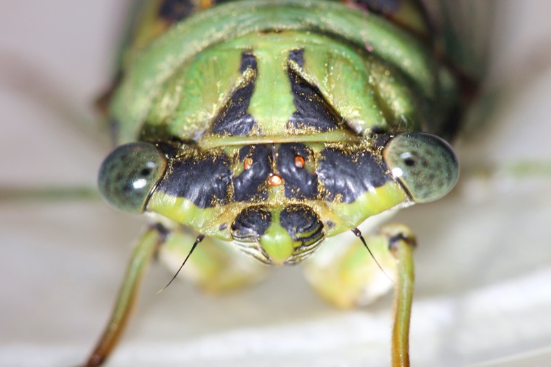 Cicadas are coming out in select areas. Here are links to some recipes. Neotibicen-winnemanna-Garner-NC-2