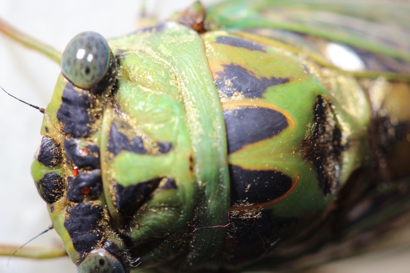 Neotibicen winnemanna Garner NC #3