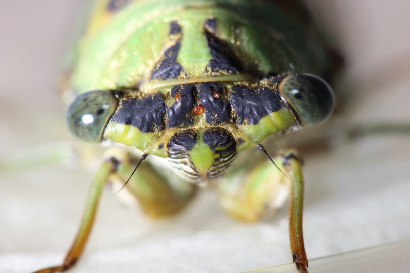 Neotibicen winnemanna Garner NC #4