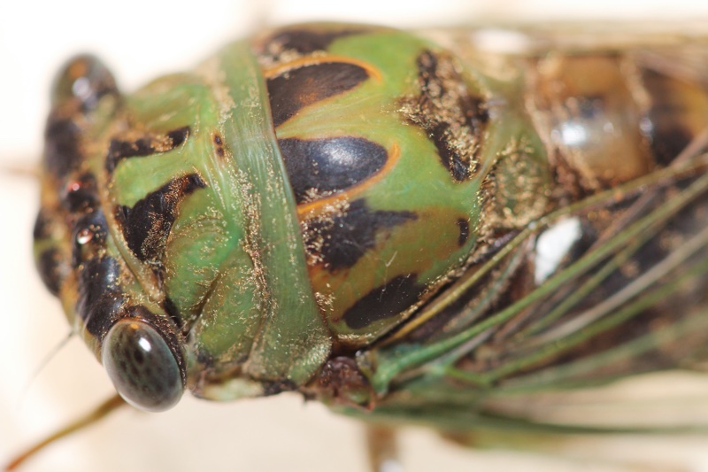 Neotibicen winnemanna Garner NC