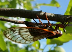 Ovipositing septendecim