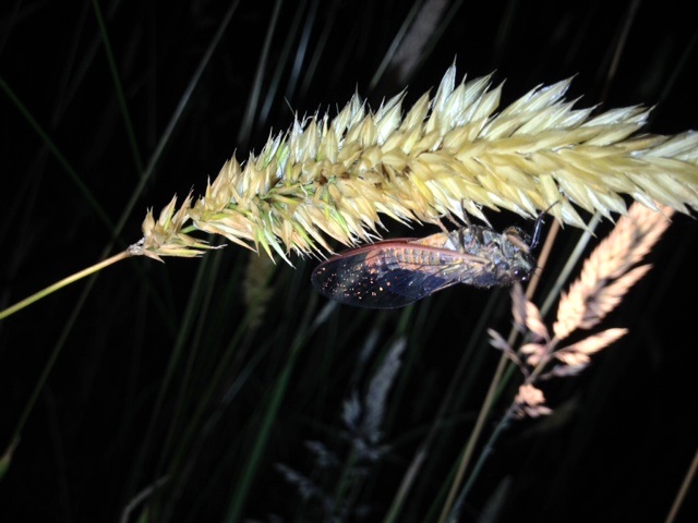 Pauropsalta sp by Kees Green