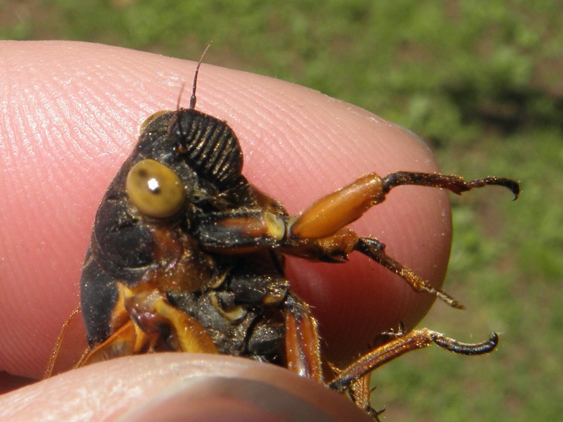 Profile of a mustard eyed Magicicada septendecim found in Merrill Park in Colonia NJ