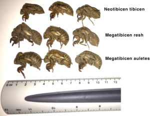 Resh, Auletes and Tibicen Exuvia