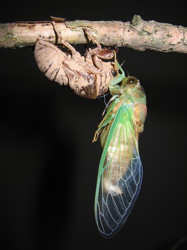 Roy Troutman adult Neotibicen tibicen