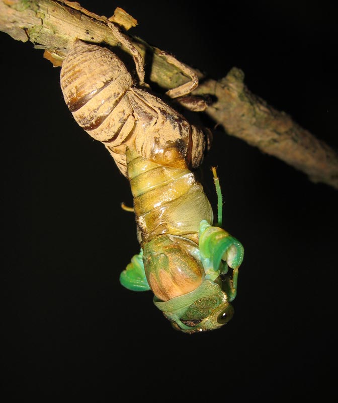 Roy Troutman Neotibicen tibicen molting