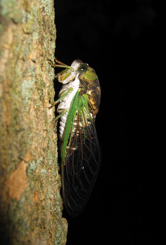 Roy Troutman adult Neotibicen tibicen